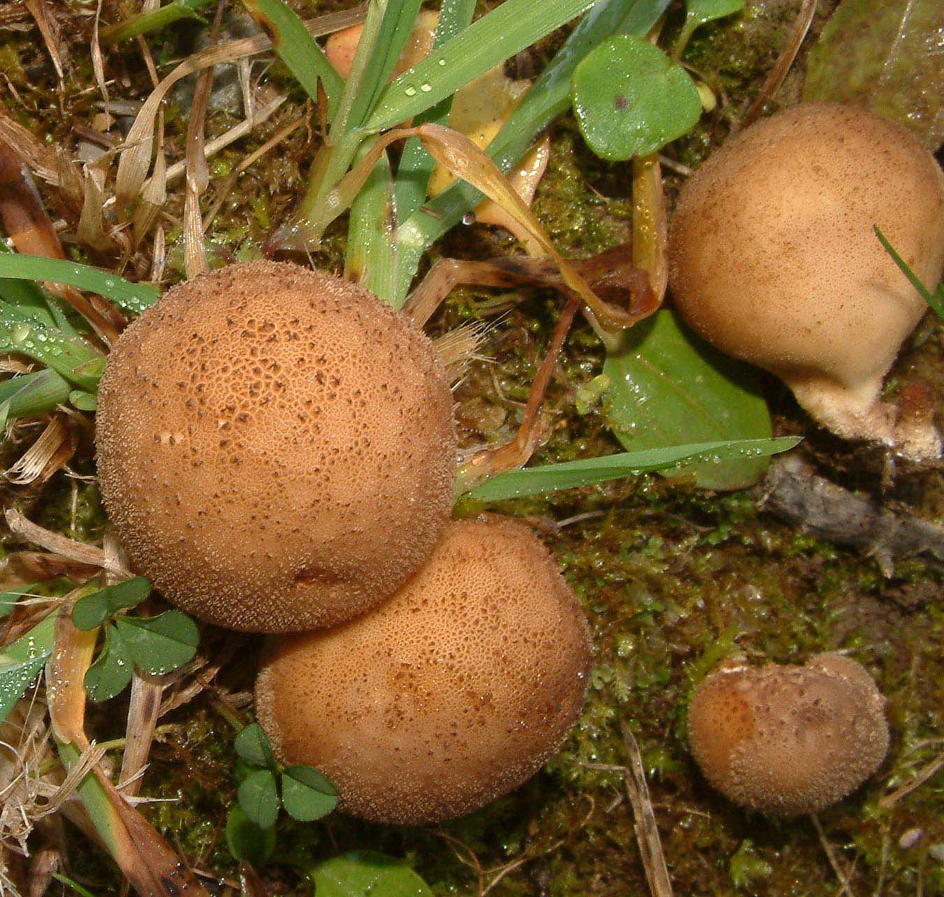 Cosa ha da fare un marinaio in montagna se non....